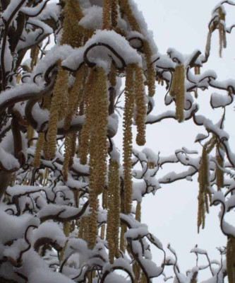 Hasel_im_Schnee.jpg