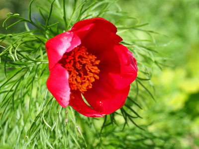 Paeonia tenuifolia P4290173.JPG