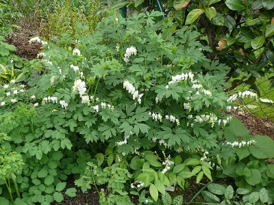 dicentra_alba_2018-04-27_343.jpg