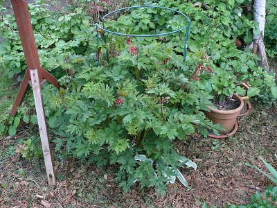dicentra_valentine_2018-04-27_346.jpg