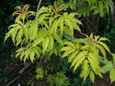 sambucus_racemosa_plumosa_aurea_2018-04-27_365.jpg