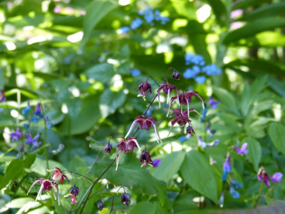 2018-04-29 Epimedium 'Red Maximum'.jpg