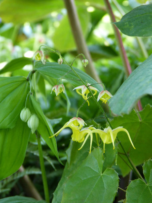 2018-04-29 Epimedium 'Buckland Buzz'.jpg