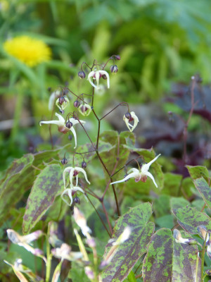 2018-04-29 Epimedium 'Domino'.jpg
