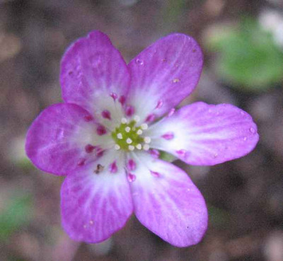20.3.07._Hepatica_n._var._jap._052.JPG
