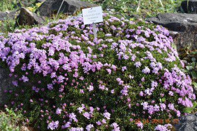 Blüten im April 2018 013.JPG