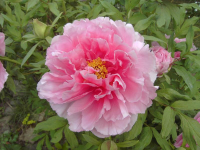 PICT2098.JPG