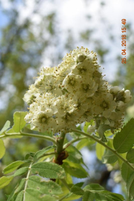 Blüten im April 2018 023.JPG