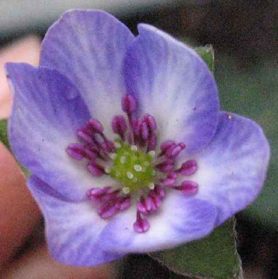 3.3.07._Hepatica_n._var._jap._011.JPG