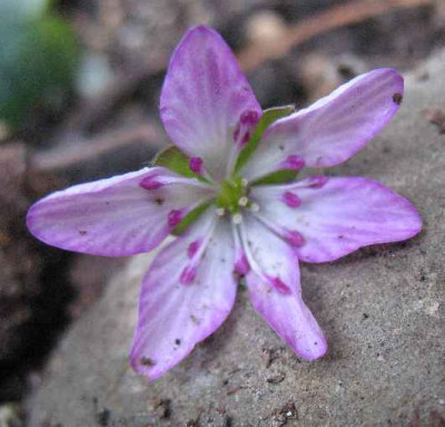 20.3.07._Hepatica_n._var._jap._049.JPG