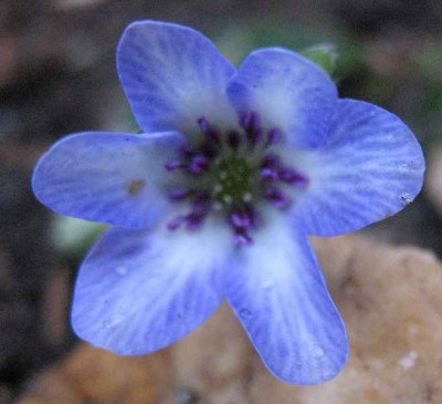 20.3.07._Hepatica_n._var._jap._048.JPG