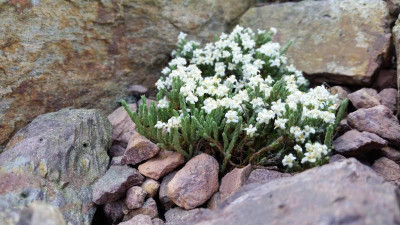 Drapetes dieffenbachii 30.04.18.jpg