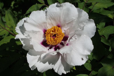 P.rockii-ax18.jpg