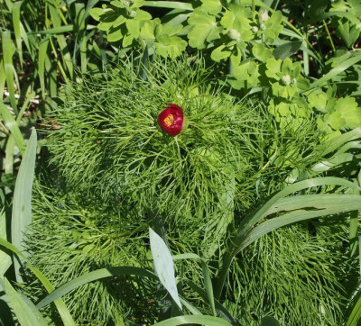 P.tenuifolium-ax18.jpg