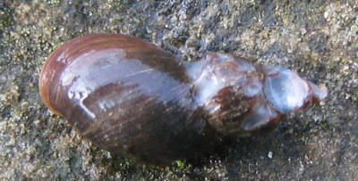 Schlammspitzschnecke_Angefressen_20070320_01.jpg