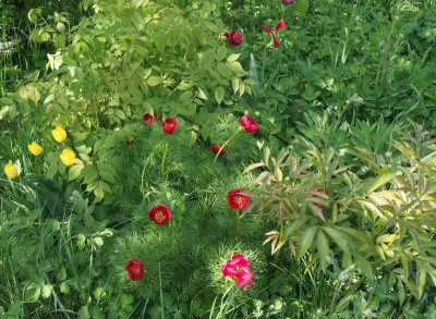 p.tenuifolia-ax3.jpg