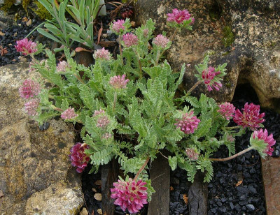 Anthyllis montana rubra18-2.jpg