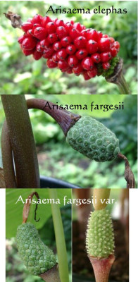 Arisaema_Samenstand.jpg