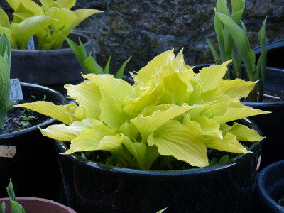 2018-04-30 Hosta 'Frühlingssonne'.jpg