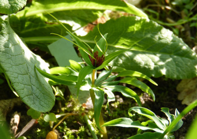 2018-04-30 Paris polyphylla.jpg