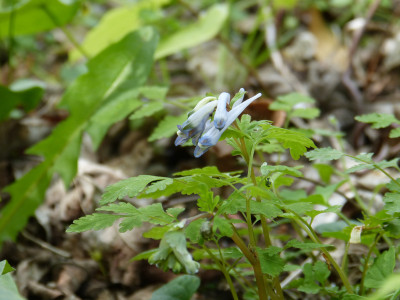 2018-04-30 Corydalis - evtl temulifolia.jpg