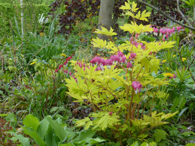 2018-04-30 Dicentra 'Gold Heart'.jpg