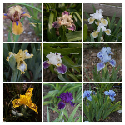 IMG_1046-2-COLLAGE-2.jpg