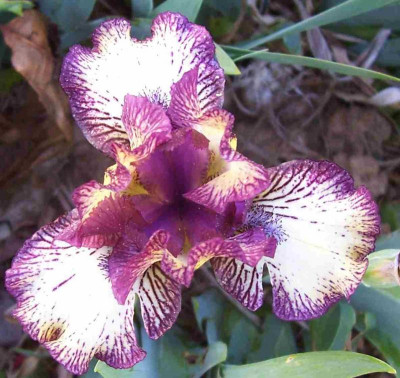 100_7409 SDB Sämling plicata violett.jpg