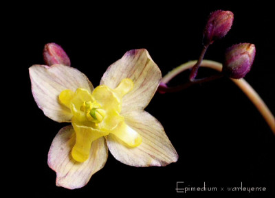 Epimedium_x_warleyense.jpg