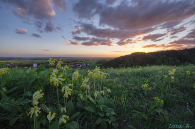 Ritterstein.Primula.jpg
