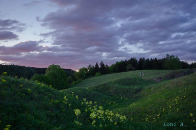 Ritterstein.Primula2.jpg