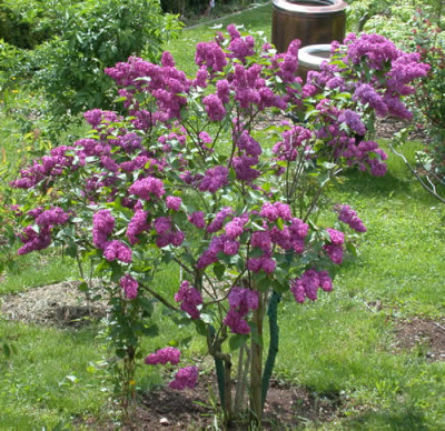 DSCN6089_Flieder_negro_.jpg