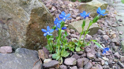 Gentiana verna angulosa.jpg