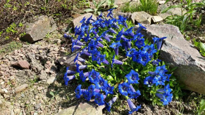Gentiana clusii 30.04.18.jpg