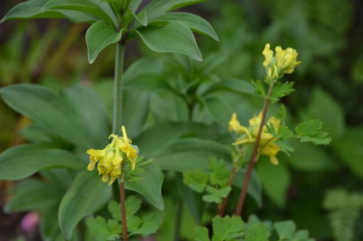 Corydalis_ellipticarpa.18-1.jpg
