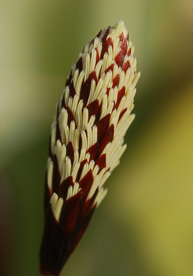 Breitblattsegge_0307.jpg