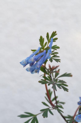 Corydalis-Koen.vanPoucke.18-2.jpg
