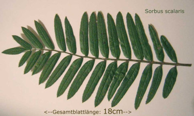Sorbus_scalaris_L.jpg