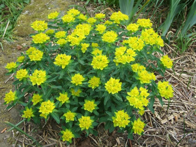 E. polychroma.JPG