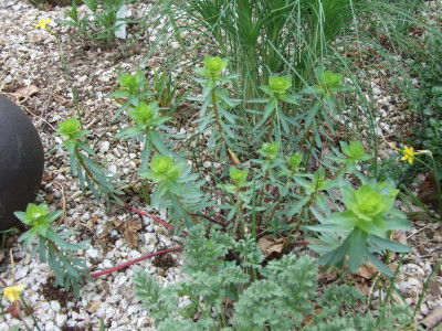 E. nicaeensis.JPG
