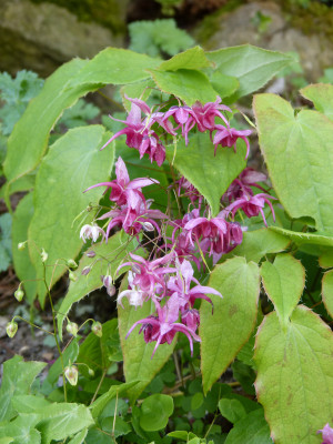 2018-05-01 Epimedium 'Royal Purple'.jpg