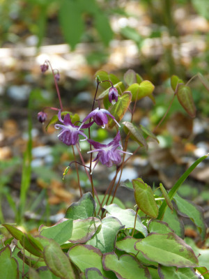 2018-05-01 Epimedium 'Freya'.jpg