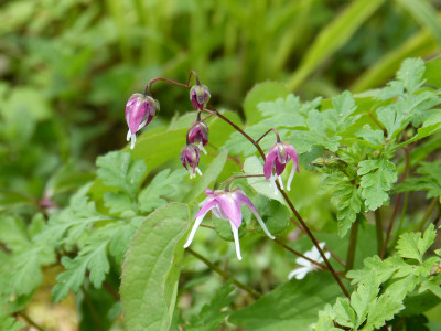 2018-05-01 Epimedium 'Kotobuki'.jpg