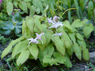 2018-05-01 Epimedium 'Miyako'.jpg