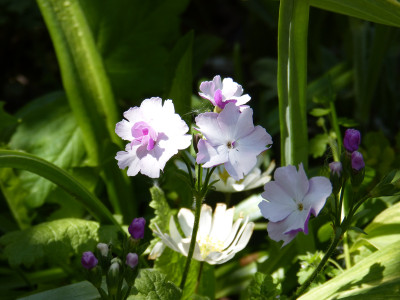 2018-05-01 Primula sieboldii 1.jpg