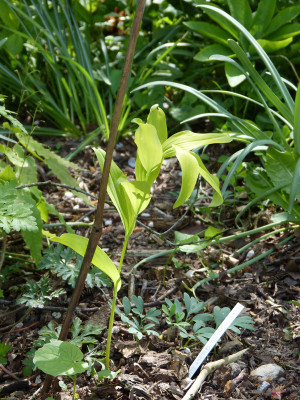 2018-05-01 Polygonatum 'Golden Bruno'.jpg