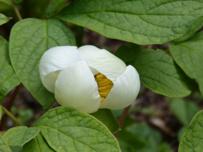 2018-05-01 Paeonia obovata alba - japonica-Typ.jpg
