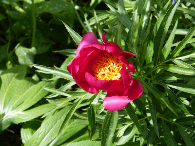 2018-05-01 Paeonia tenuifolia x mascula.jpg