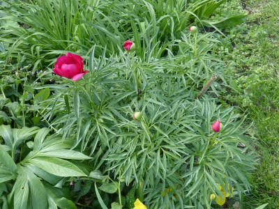 2018-05-01 Paeonia tenuifolia x mascula 2.jpg