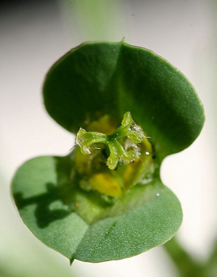 K_Euphorbia5210307.jpg